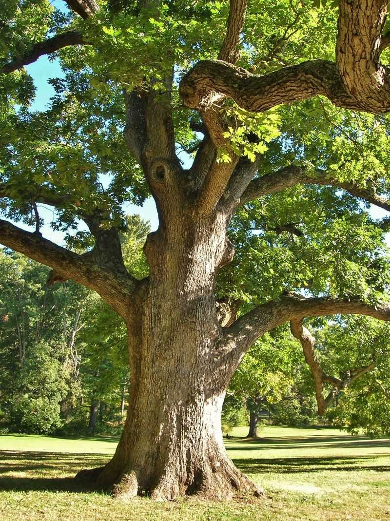 White Oak