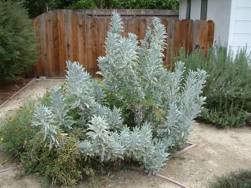 White Sage White Sage