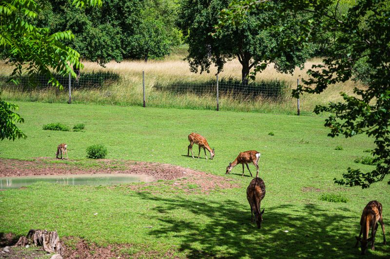 White-Tailed Deer White-Tailed Deer