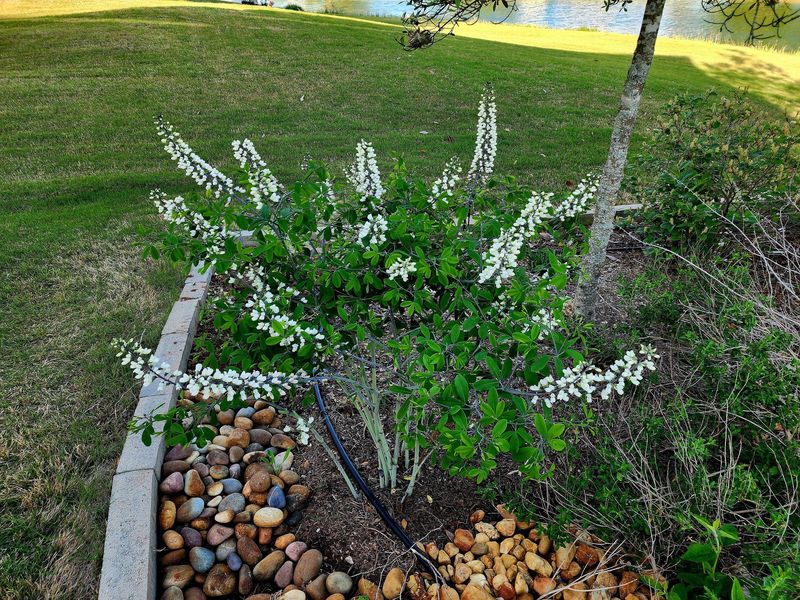 White Wild Indigo