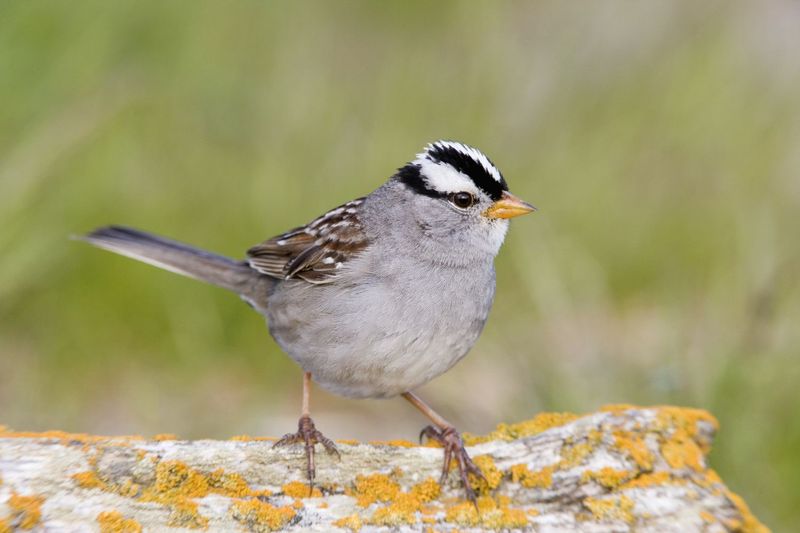 White-crowned Sparrow