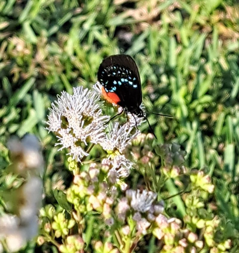 White flowers offer nectar to butterflies and other insects