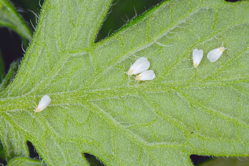 Whiteflies can come indoors on leafy vegetables
