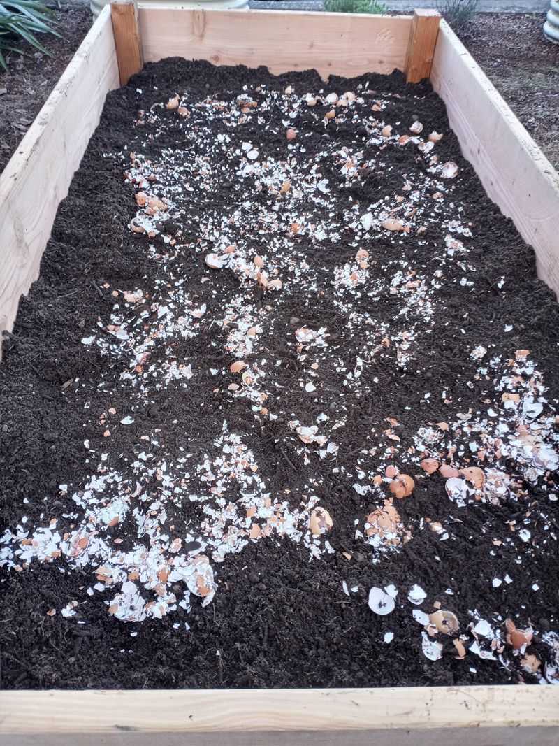 Why Eggshells Belong in Your Fall Beds Why Eggshells Belong in Your Fall Beds