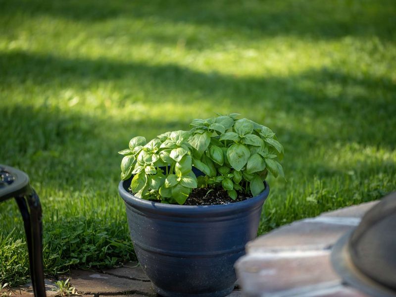 Why Keep Basil by the Front Door?