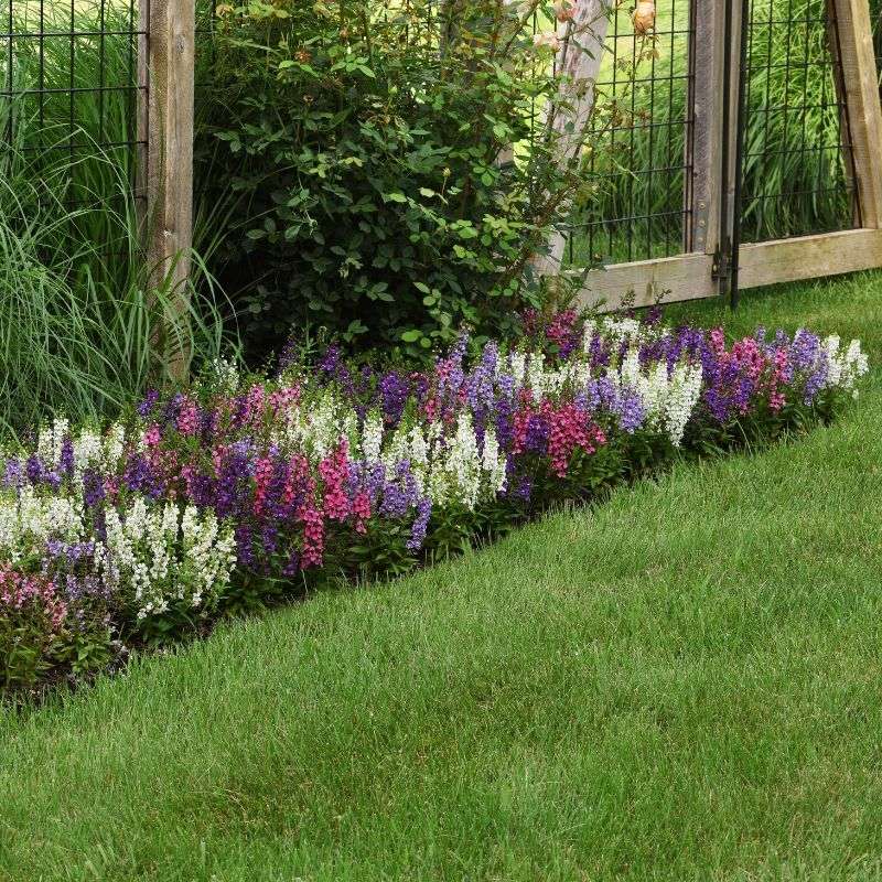 Why Serena Angelonia Fits a Texas Summer