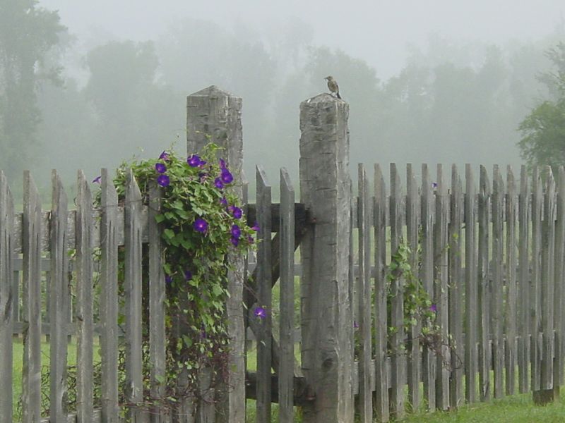 Why Texans feel attached to the mockingbird