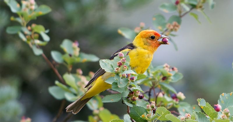 Why Western Tanagers May Visit California Yards
