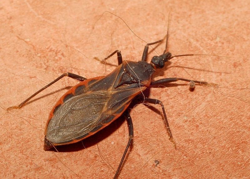 Why a bug might appear near a porch light in fall