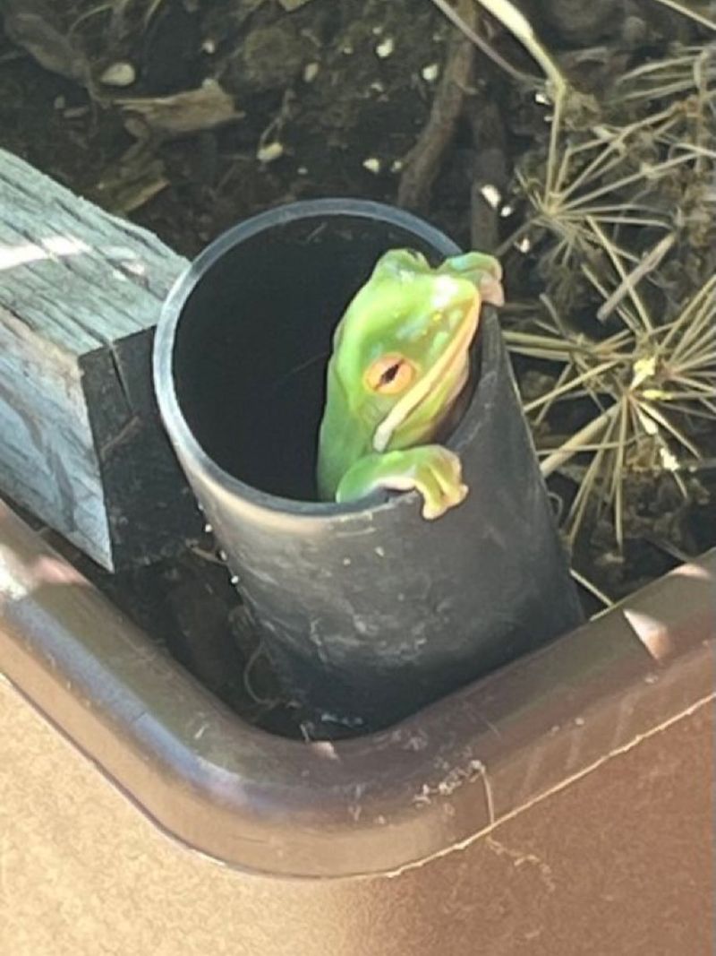 Why a frog may shelter under a pot or garden cover