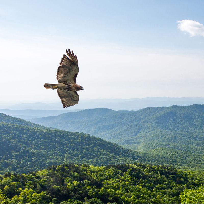 Why a hawk may circle