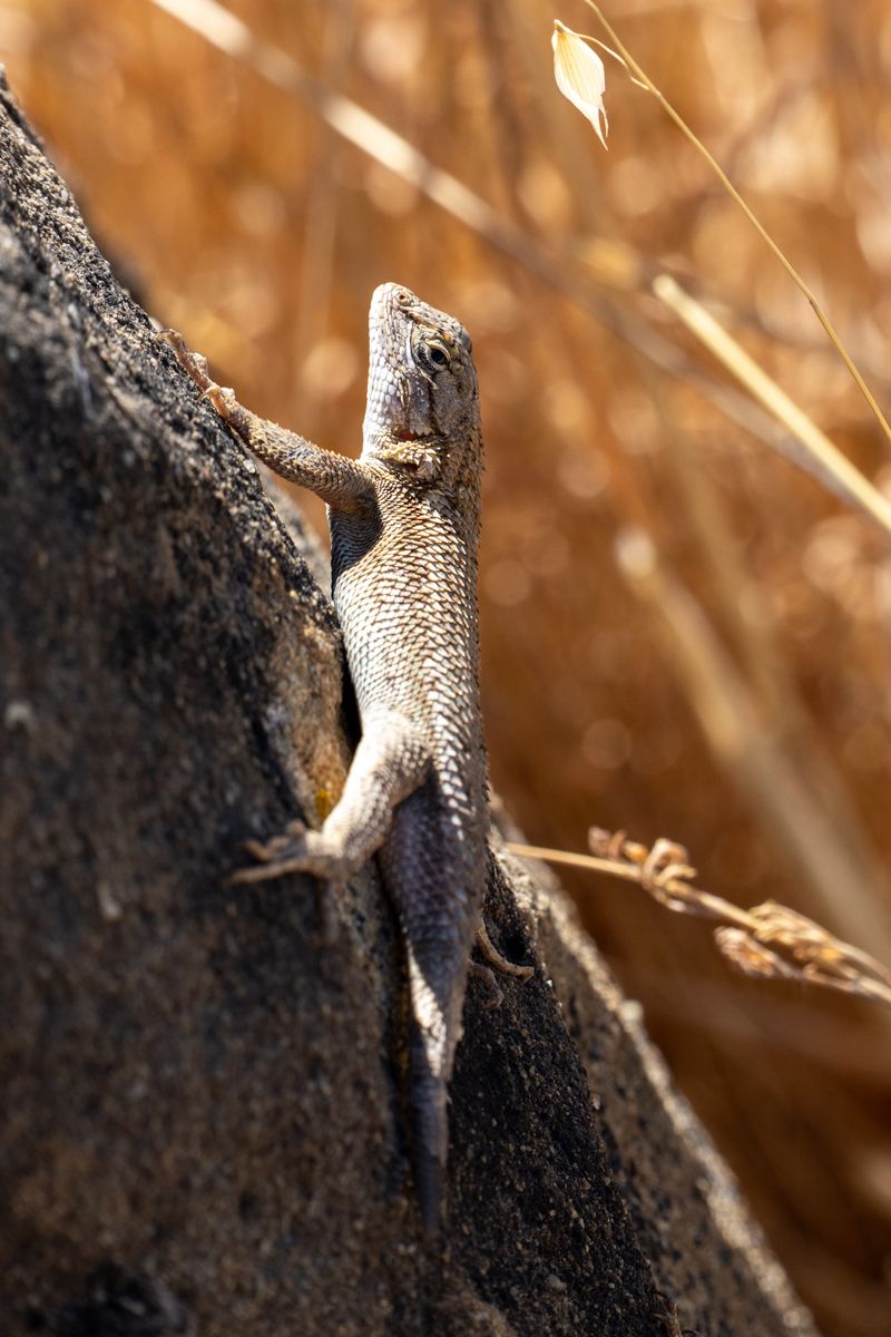 Why a lizard may still bask in fall