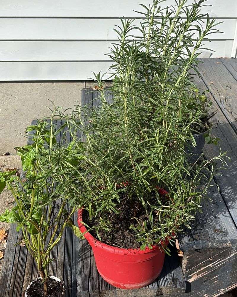 Why a pot leaves rosemary roots more exposed to cold