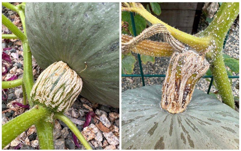 Why a soft stem does not predict a short shelf life