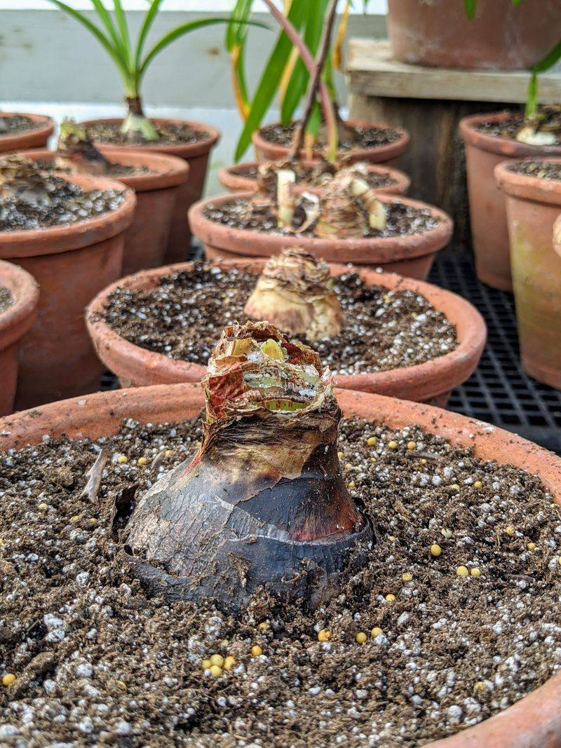 Why a waterlogged pot puts the bulb at risk Why a waterlogged pot puts the bulb at risk
