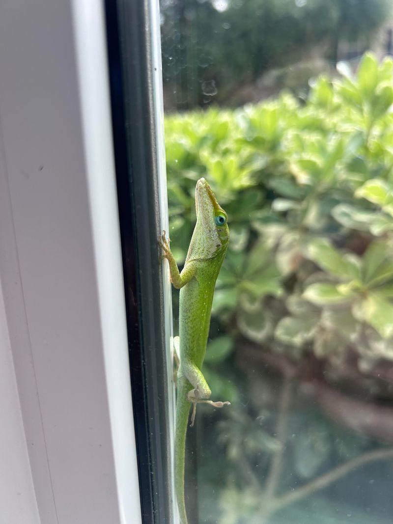 Why an anole might use a porch wall