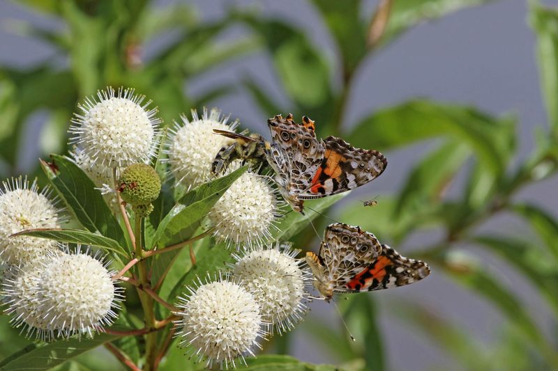 Why bees and butterflies visit buttonbush