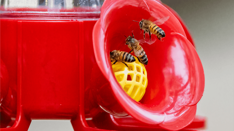 Why bees and wasps gather at hummingbird feeders