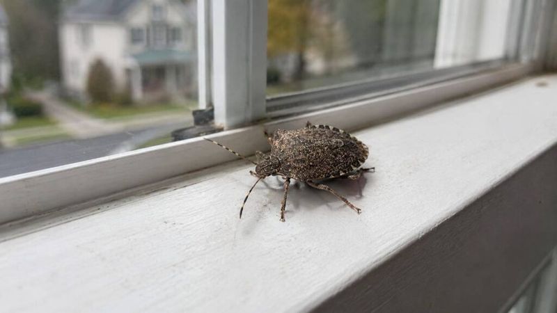 Why brown marmorated stink bugs gather on buildings in fall Why brown marmorated stink bugs gather on buildings in fall