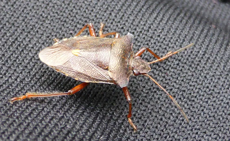 Why brown marmorated stink bugs seek buildings in fall