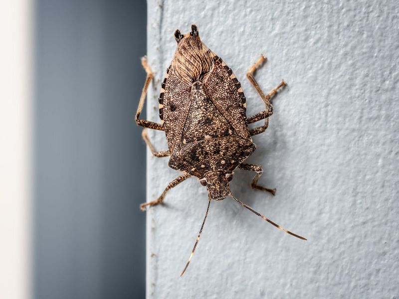 Why brown marmorated stink bugs seek shelter in fall Why brown marmorated stink bugs seek shelter in fall