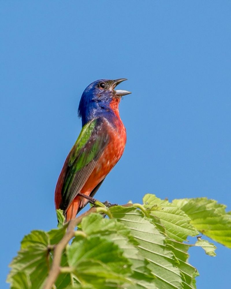 Why can a common bird feel like a rare visitor?