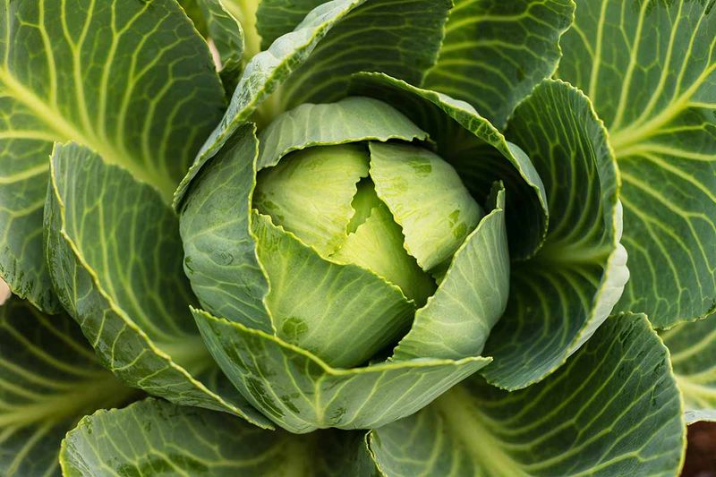 Why can a firm cabbage head split after rain?
