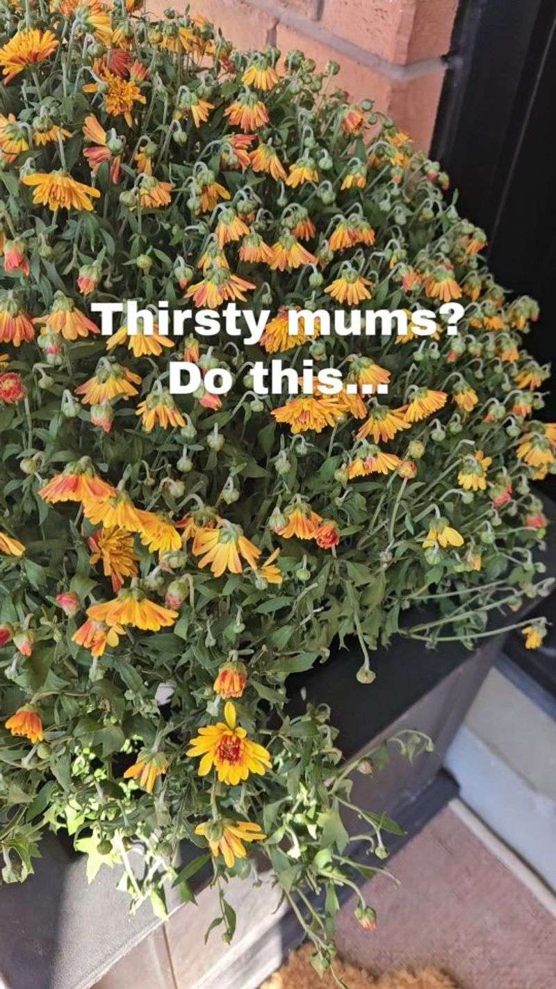 Why can a mum wilt after water runs out of the pot?
