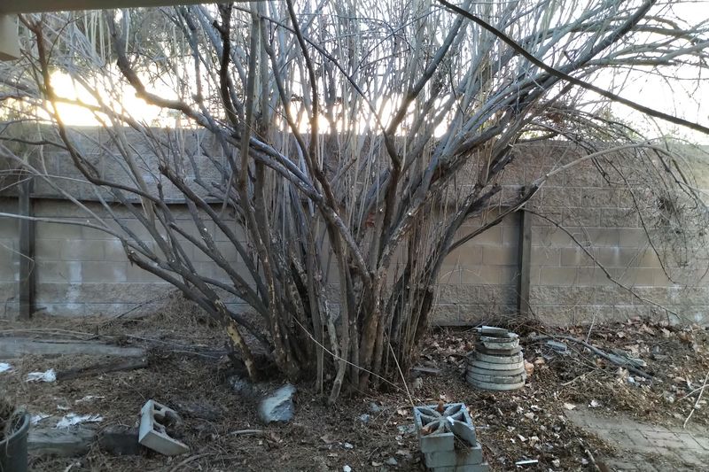 Why can heavy pruning reduce a crop?