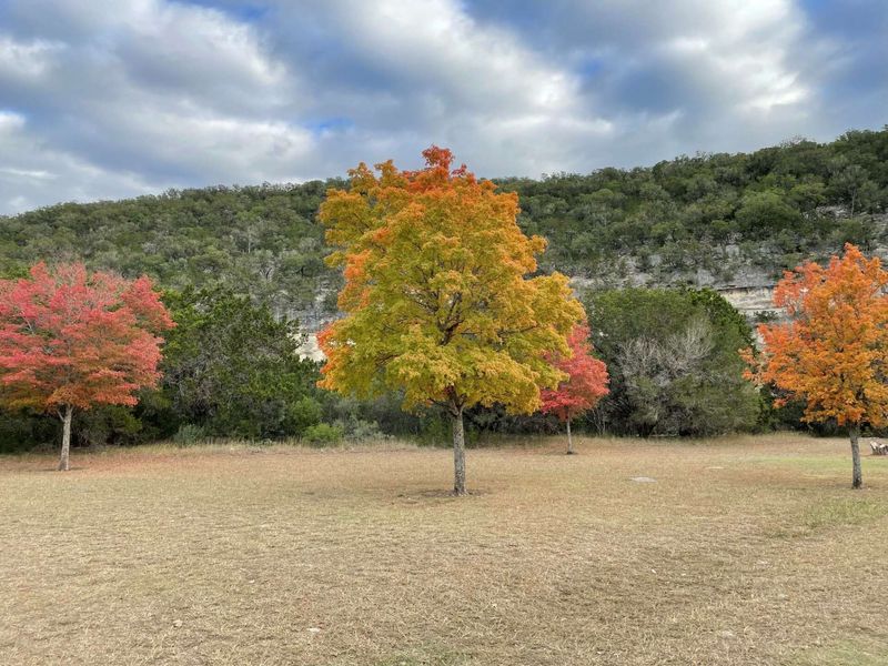 Why can the same tree show different fall color? Why can the same tree show different fall color?