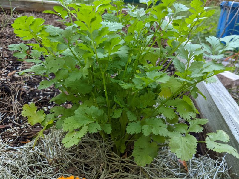 Why cilantro fits Florida’s fall garden