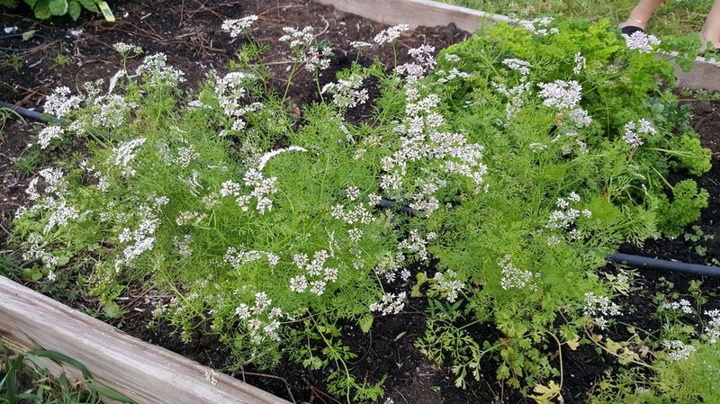 Why cilantro flowers sooner in warm weather Why cilantro flowers sooner in warm weather