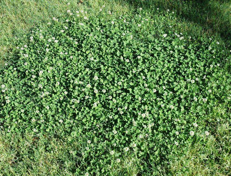 Why clover can return without a lawn-care mistake