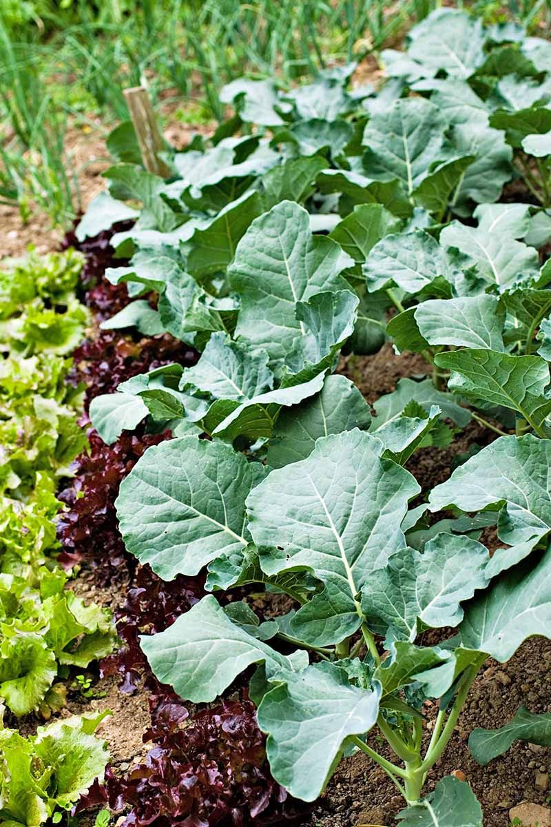 Why collards suit North Carolina’s cool season