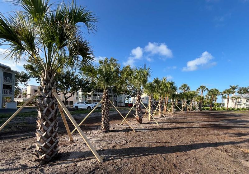 Why do some Florida palms keep their boots? Why do some Florida palms keep their boots?