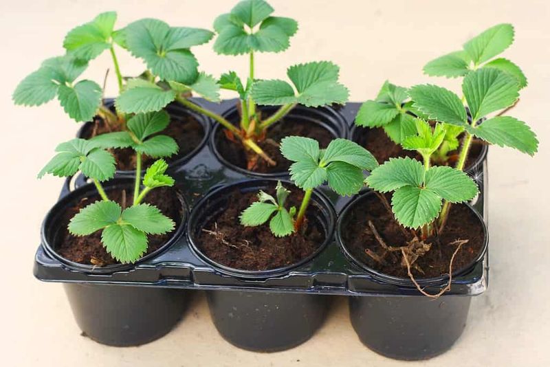 Why does it turn up in Florida pots?