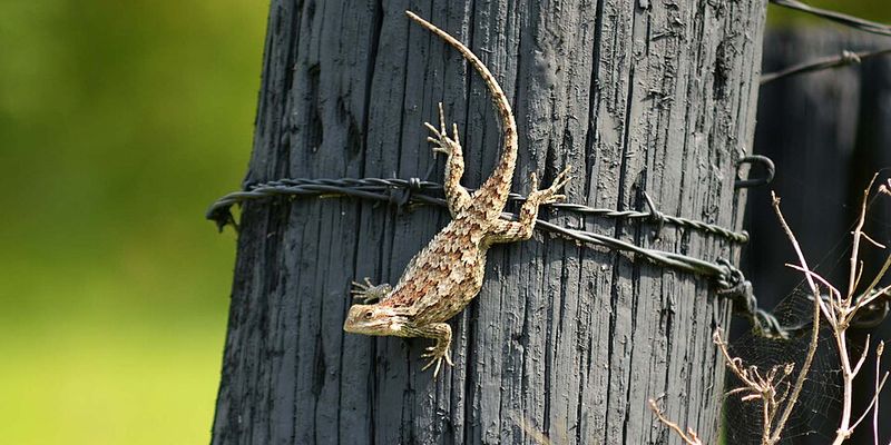 Why does the fence make a good sunning spot? Why does the fence make a good sunning spot?