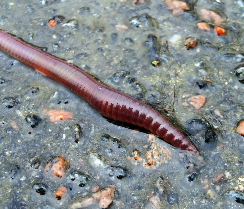 Why earthworms emerge depends on the species