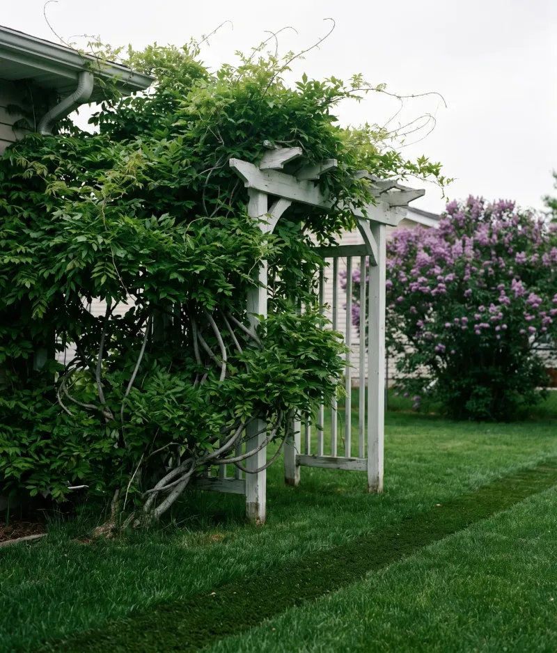 Why extra nitrogen can mean more leaves and fewer flowers