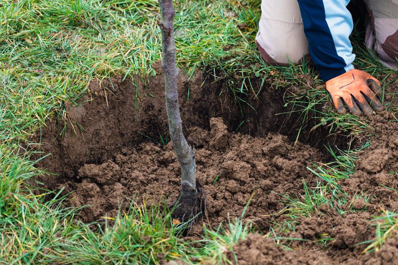 Why fall can help a new oak get started