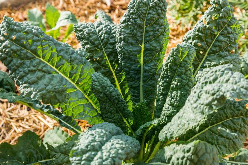 Why fall kale can still taste bitter Why fall kale can still taste bitter