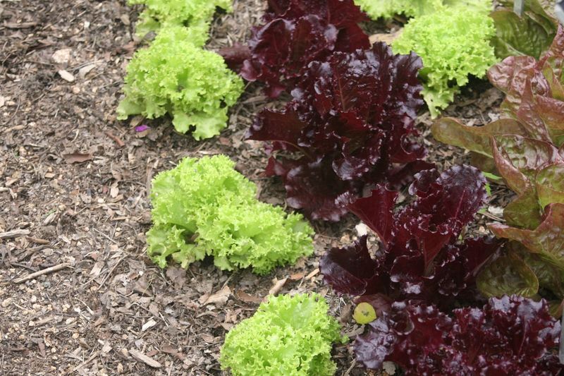 Why fall lettuce can still taste bitter