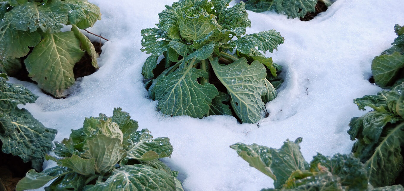 Why frost may not end the chewing