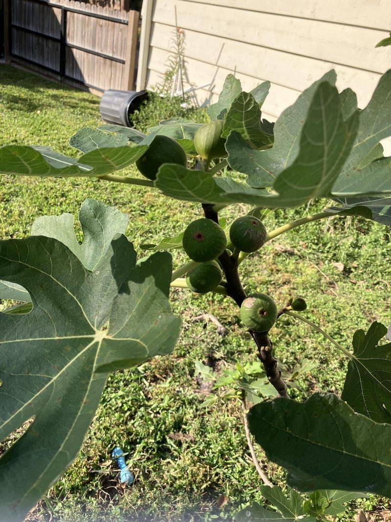 Why hard green figs may remain on the tree