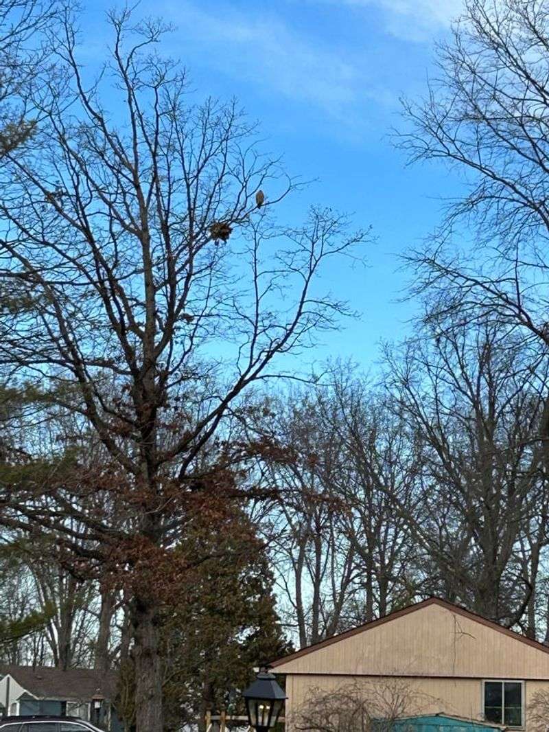 Why hawks use some North Carolina neighborhoods Why hawks use some North Carolina neighborhoods