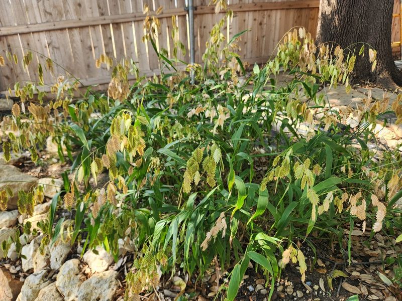 Why inland sea oats fits a shady Texas fence line Why inland sea oats fits a shady Texas fence line
