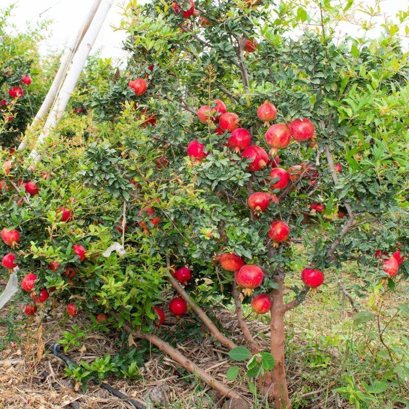 Why inland summers suit pomegranates