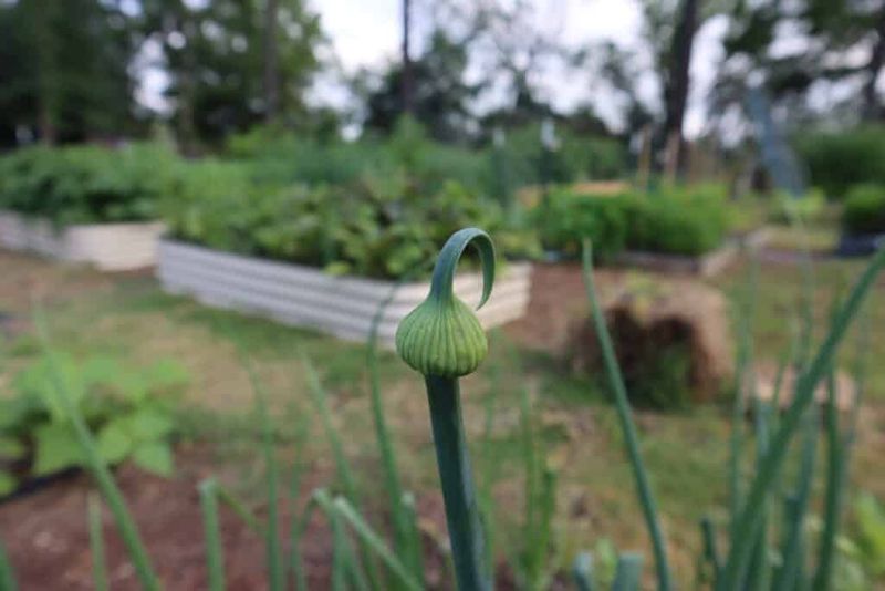 Why larger onions can face greater bolting risk Why larger onions can face greater bolting risk