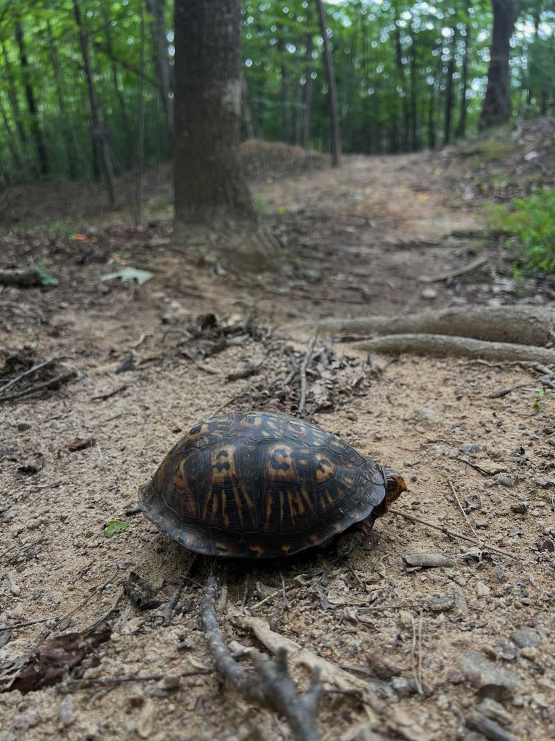 Why let a wild visitor keep moving? Why let a wild visitor keep moving?