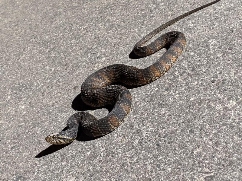 Why location and posture cannot identify the snake